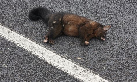 埋動物屍體|死亡動物大家談（上）：在「當垃圾處理」與「尊重生。